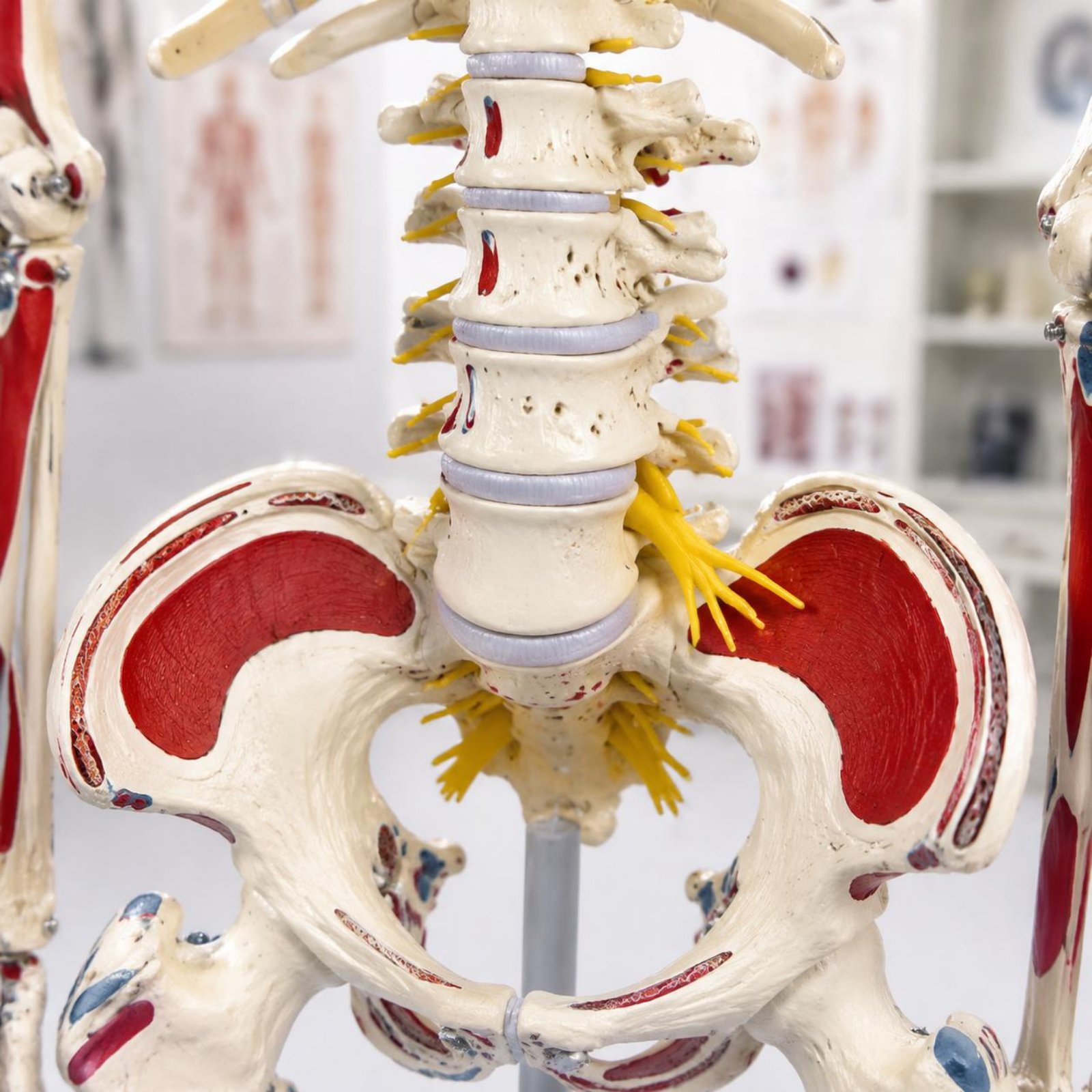 Flexible Spine Skeleton Model  - Medical Lab Research ulasan dan harga